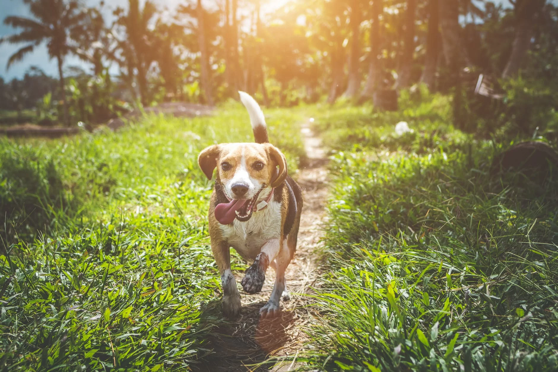 Discover the Best Pet-Friendly Hiking Trails for You and Your Furry Friend