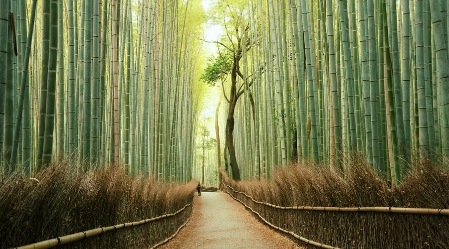 Things to Do in Kyoto, Japan: A Complete Travel Guide to Kyoto’s Best Attractions