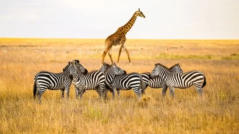 Best Adventure Tours in Africa for Wildlife Enthusiasts: Top Safari Destinations and Experiences