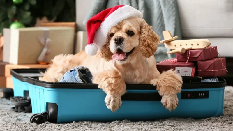 Pet-Friendly Travel: Everything You Need to Know for a Stress-Free Journey